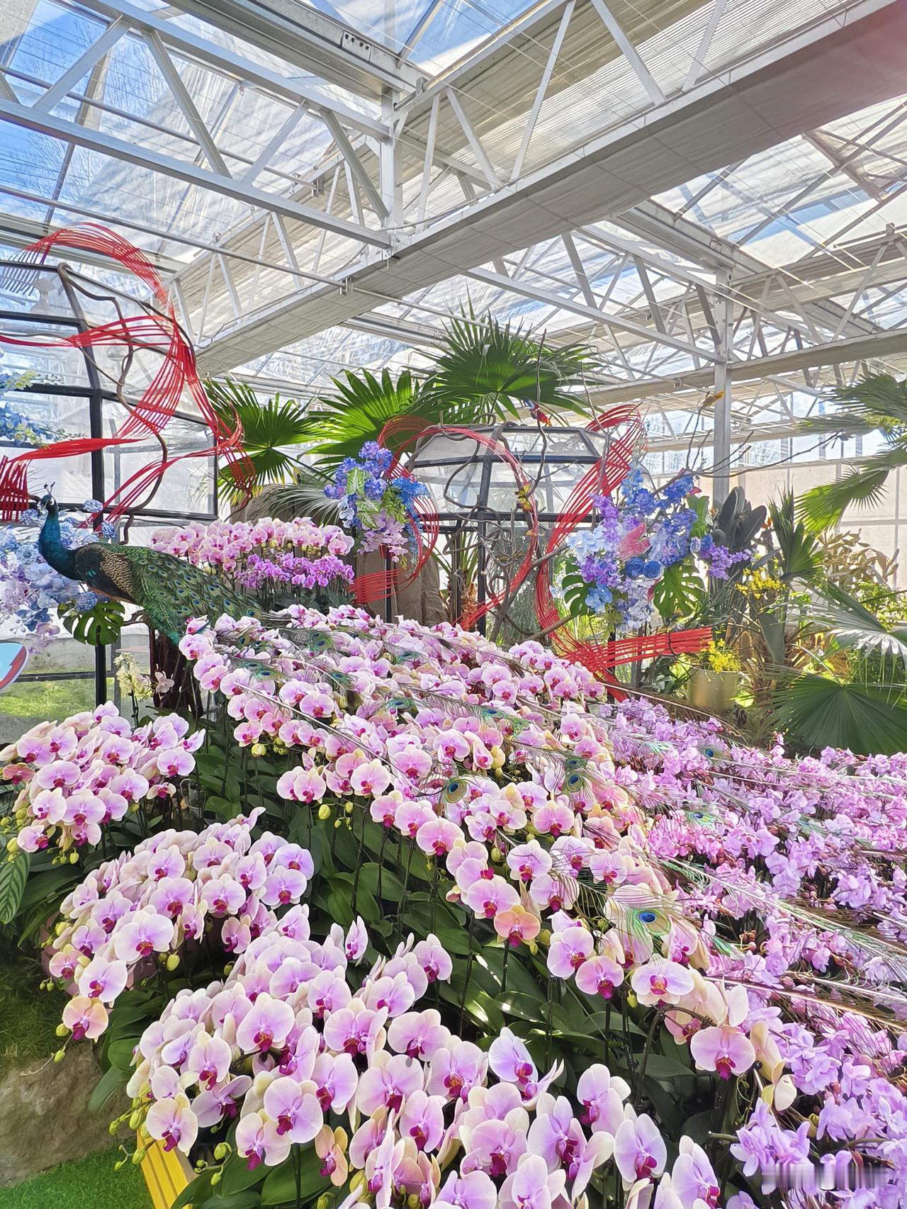 分享一张你的兰花照片昌平区兴寿镇草莓园嘉年华兰花展随手拍