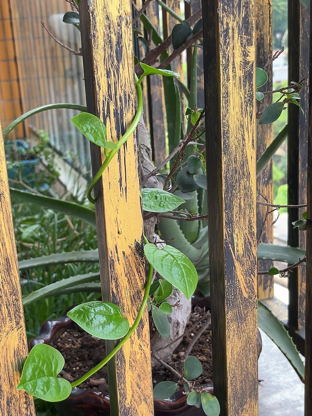 今天的欢乐是它给的。