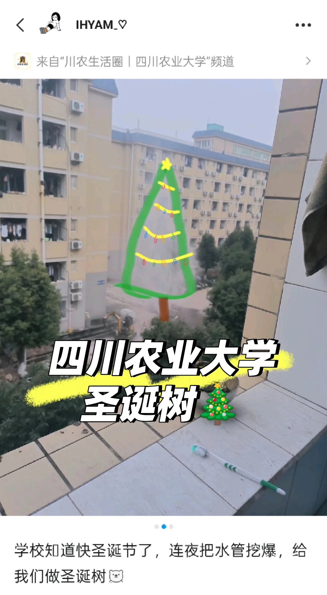 四川农业大学连夜挖水管做圣诞树太暖心🎄