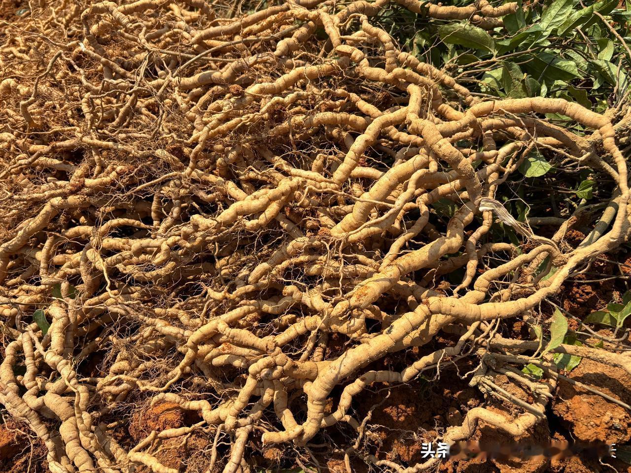 巴戟天是什么药材是一种滋补中药材，主要产地在广东云浮，巴戟天对壮腰健肾、强筋骨很