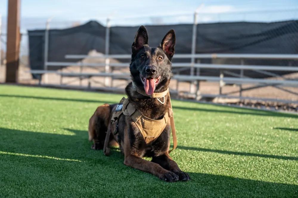 2026年3月11日，美国空军军用工作犬Veith在山家空军基地进行障碍训练。