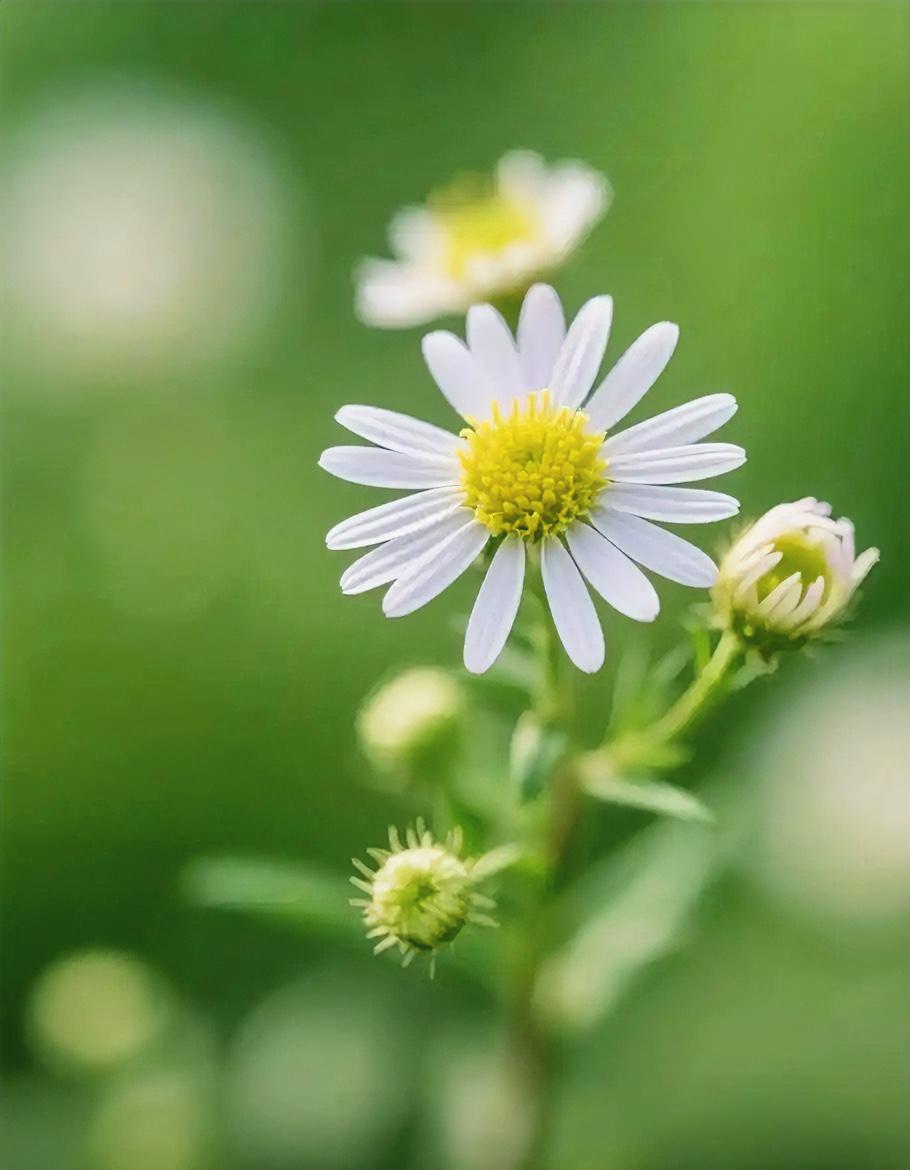 [微风]

一个人最好的状态
​一，有钱
​二，独处
​三，自由
​四，安静
​