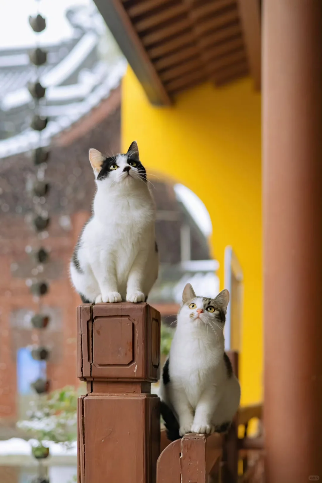中国古建里的猫，真的好喜欢