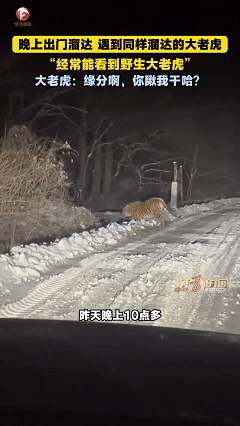 这胆子也太大了！近日吉林珲春，晚上十点多，女子和丈夫实在睡不着觉就开车出门溜达，