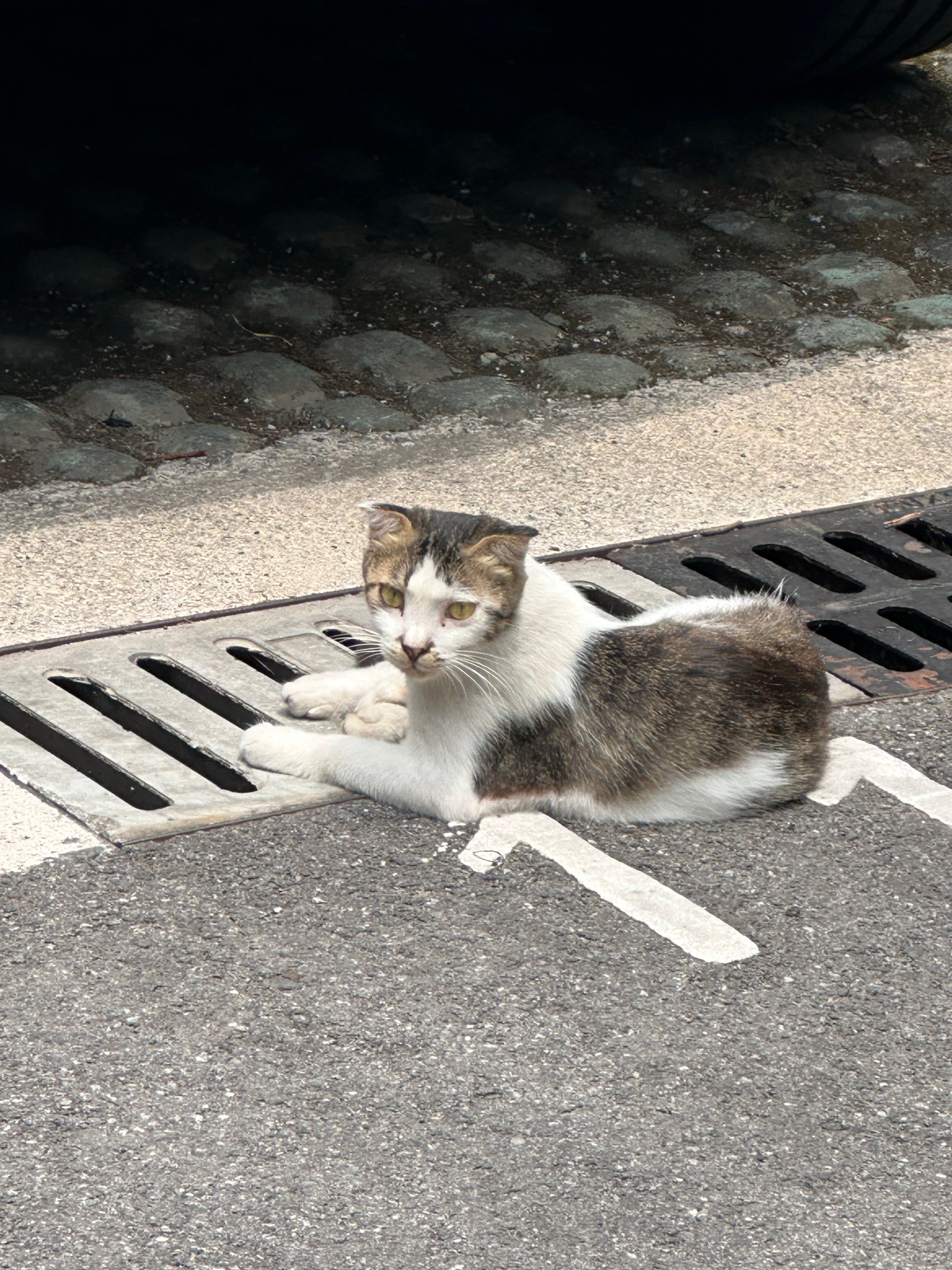 公司楼下的小折耳猫[哈哈] ​​​
