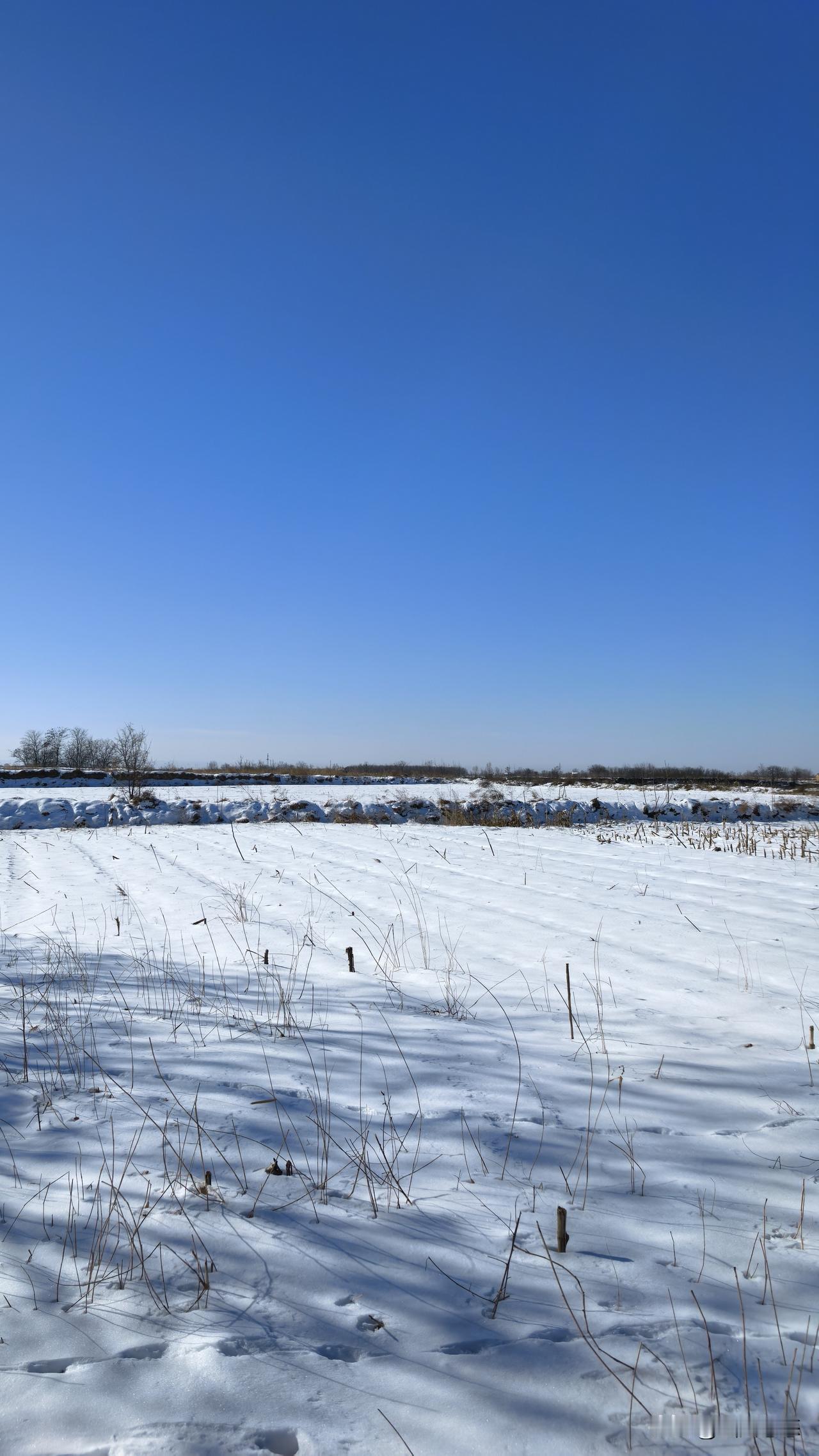 冬日里，小草那纤弱的身躯被寒风吹得枯黄，被大雪覆压，却依旧倔强地挺立着。

它虽