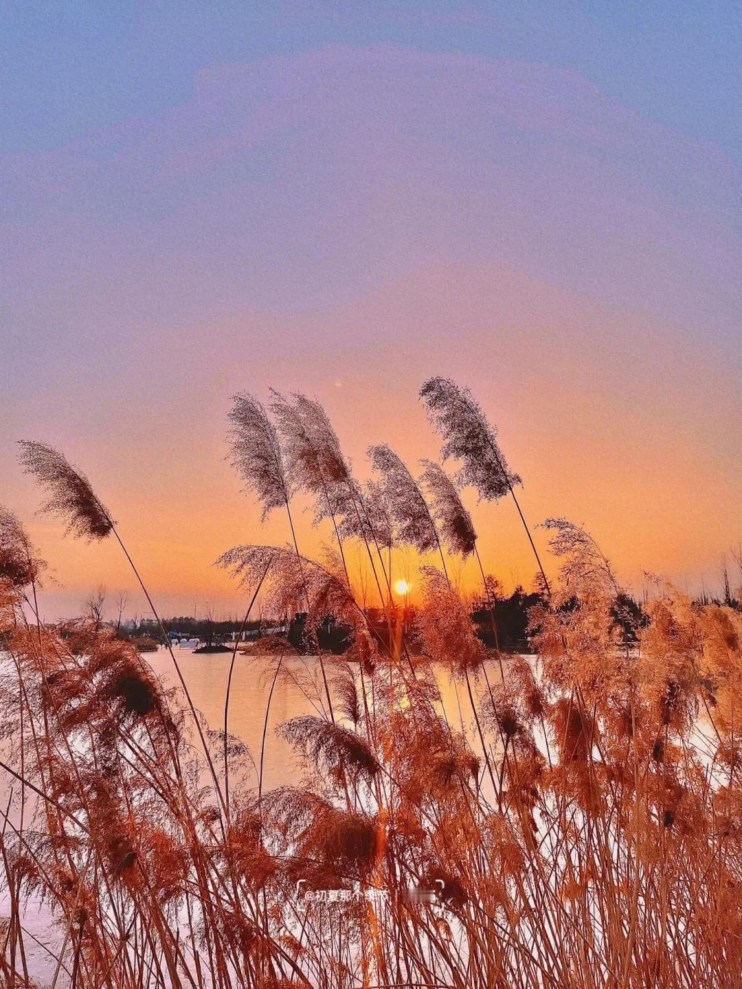 秋霜晴午暖，秋气芦花飞。。。
#身处芦花之中，是一种怎样的感觉#

也虑心巧思言