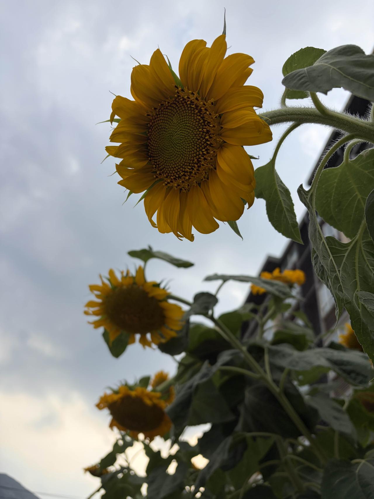 同学家门口，被这一片金黄撞了个满怀🌻

不用去远方追太阳，家门口就种着热烈。朵