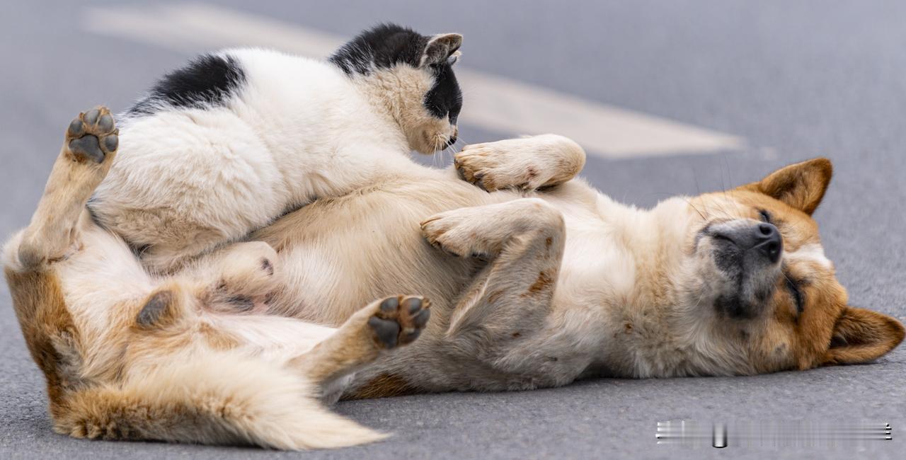 分享我这周有趣的事：《“猫犬和平协议”现场实录》
街头活捉一对“反物种联盟”成员