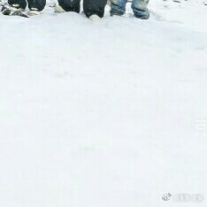 种地吧 集卡冲冲冲十个勤天