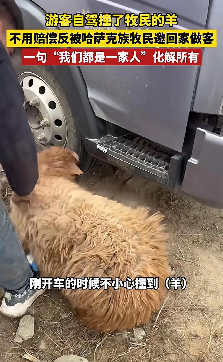 “太感动了！”女孩开车自驾游到了新疆阿勒泰，结果不小心撞到了牧民的羊。女孩本来怀