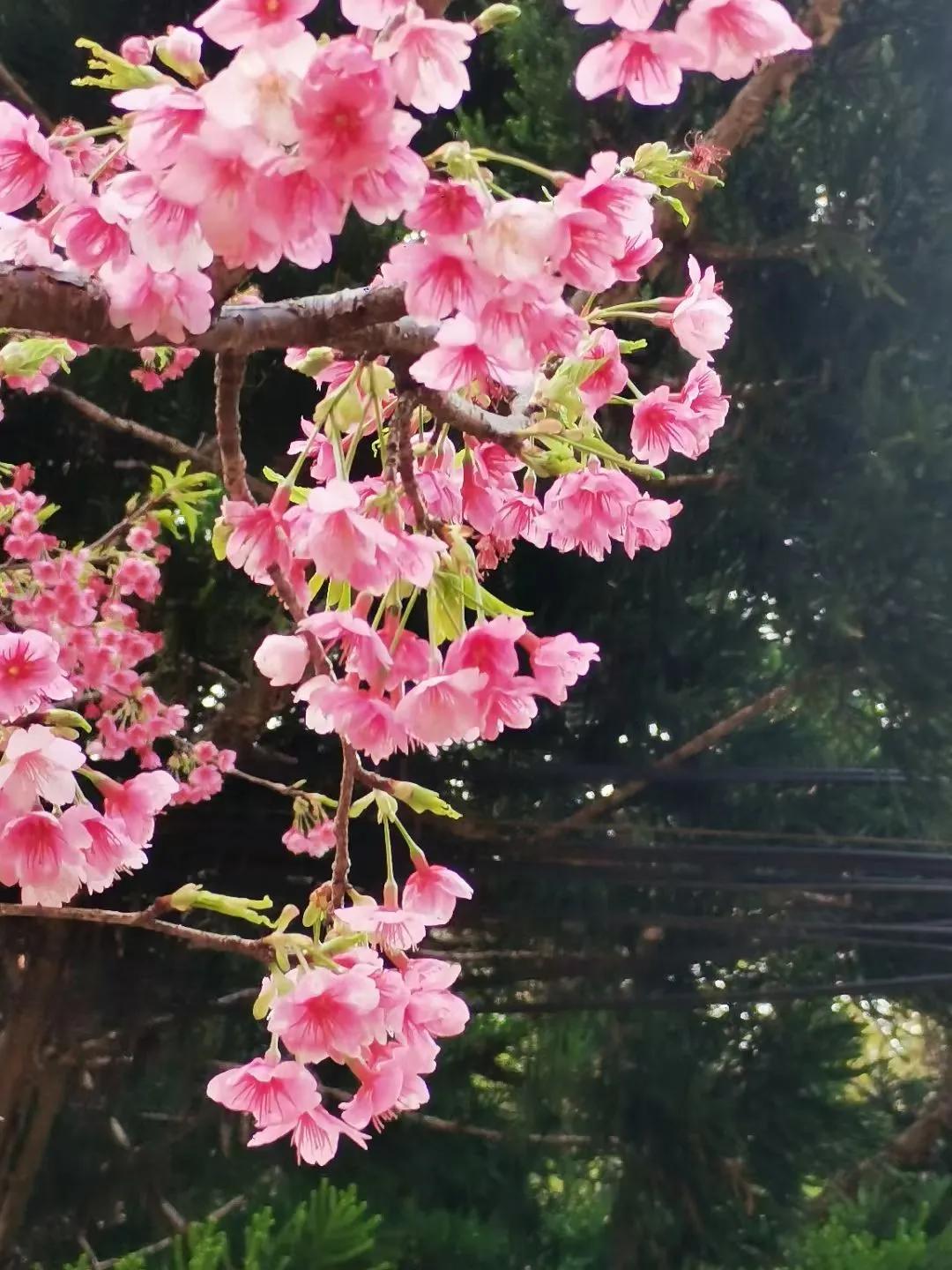 春有约   花不误
​森林公园赏樱花
 春日生活打卡季