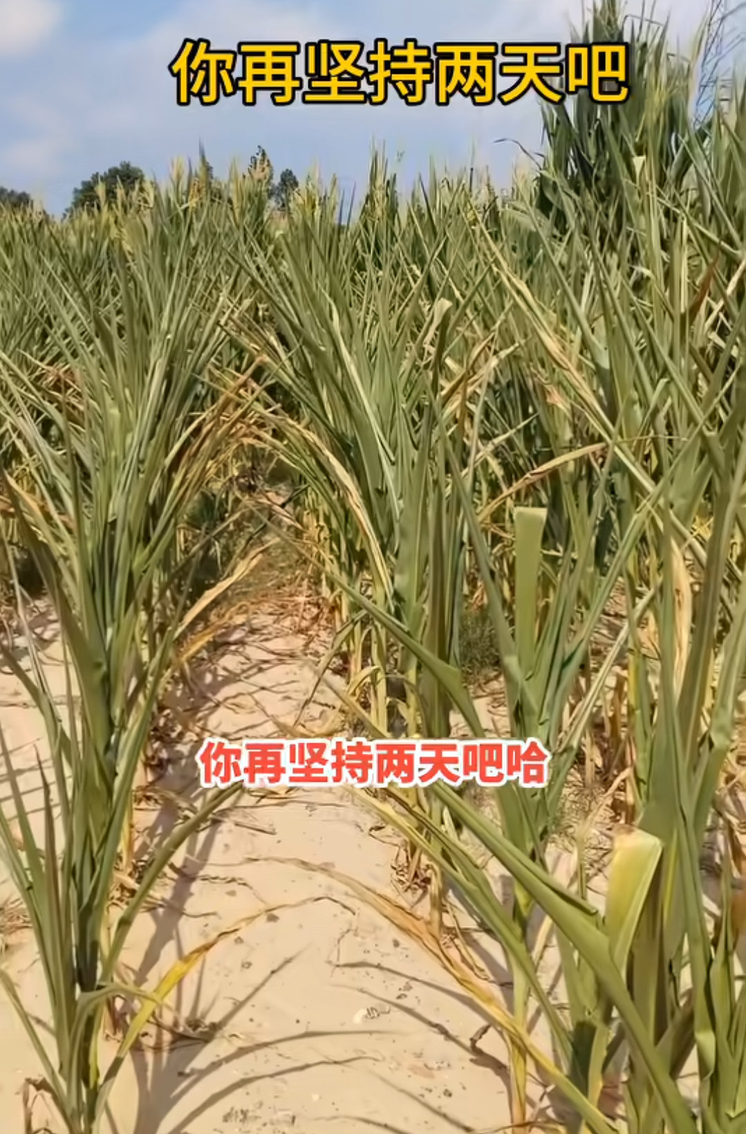 河南的玉米都旱成这样了，再不下雨真没救了！ ​​​
