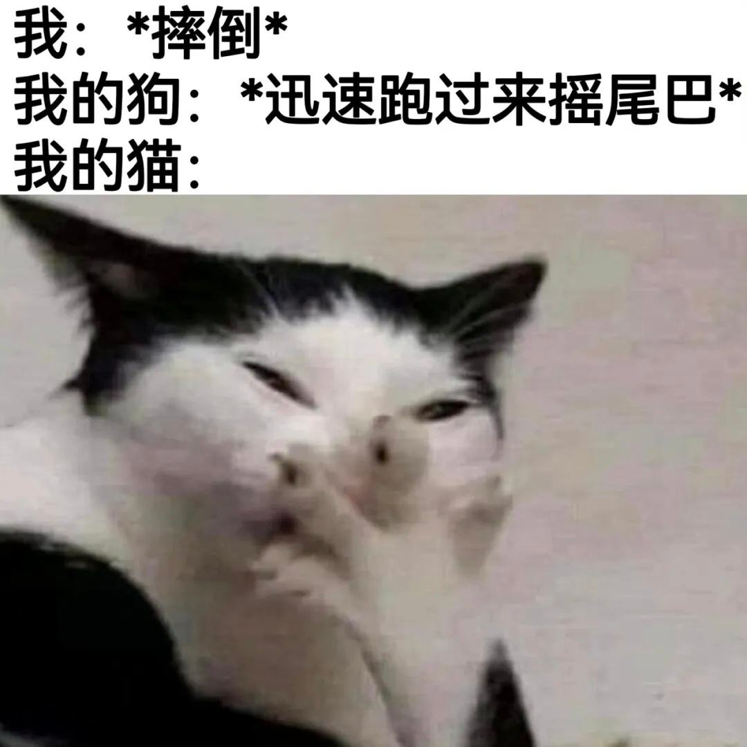 🐱：哎呀呀！怎么那么不小心啊！（偷笑） 一些猫meme  / 