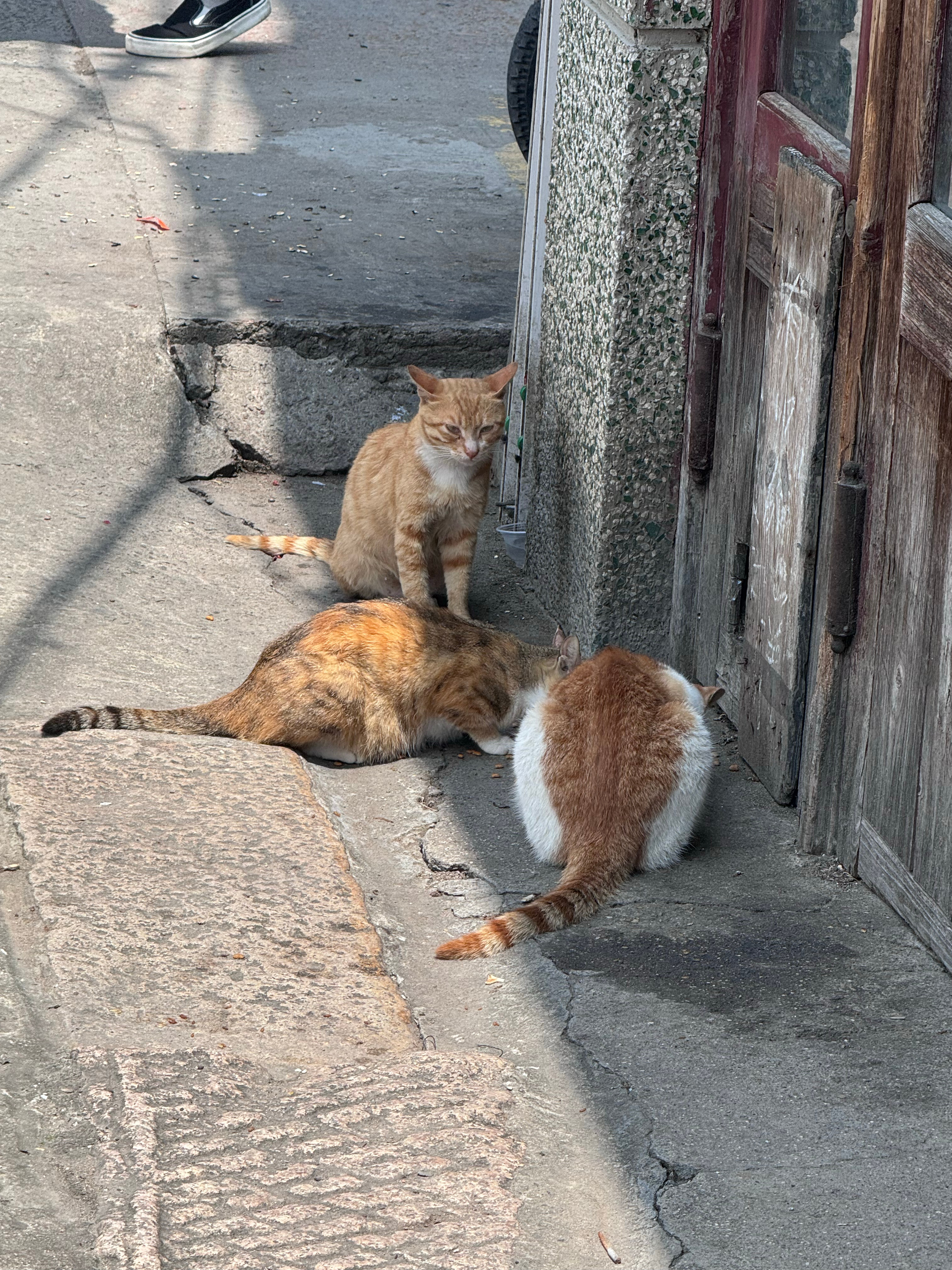 plog日记 三只小猫🐈 