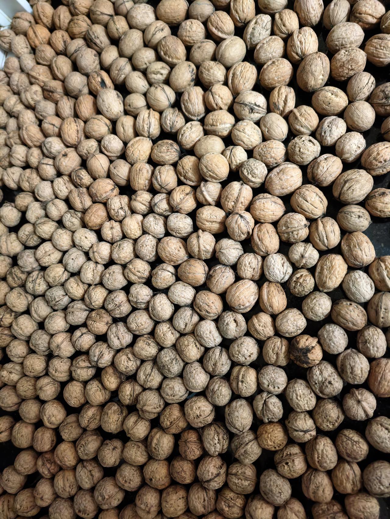 秋日生活打卡季鲜核桃太好吃了，油香油香的，一有空闲就吃，待客吃核桃喝茶可算绝配。