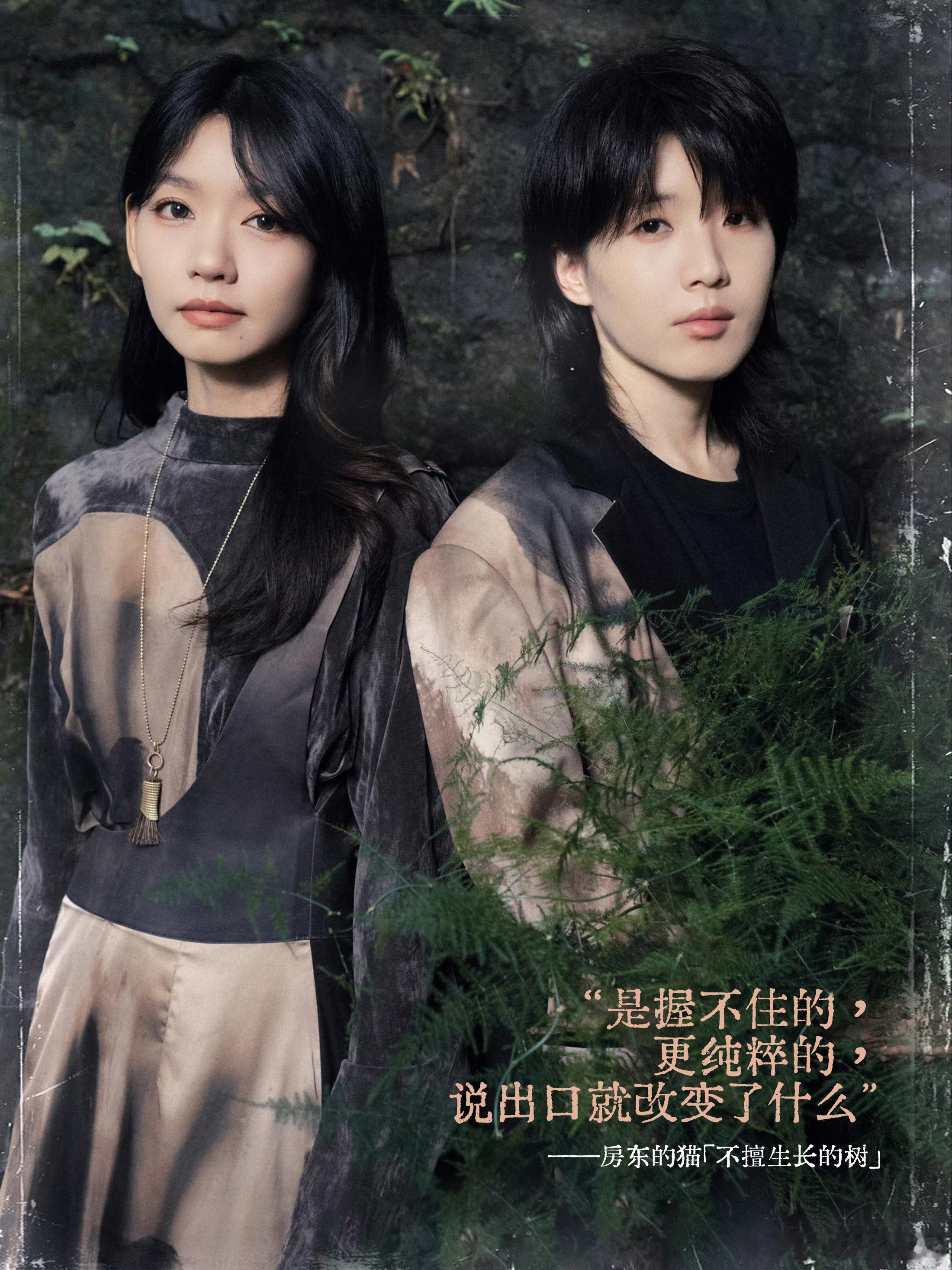 房东的猫新专辑不擅生长的树房东的猫专辑同名曲不擅生长的树“是握不住的，更纯粹的，