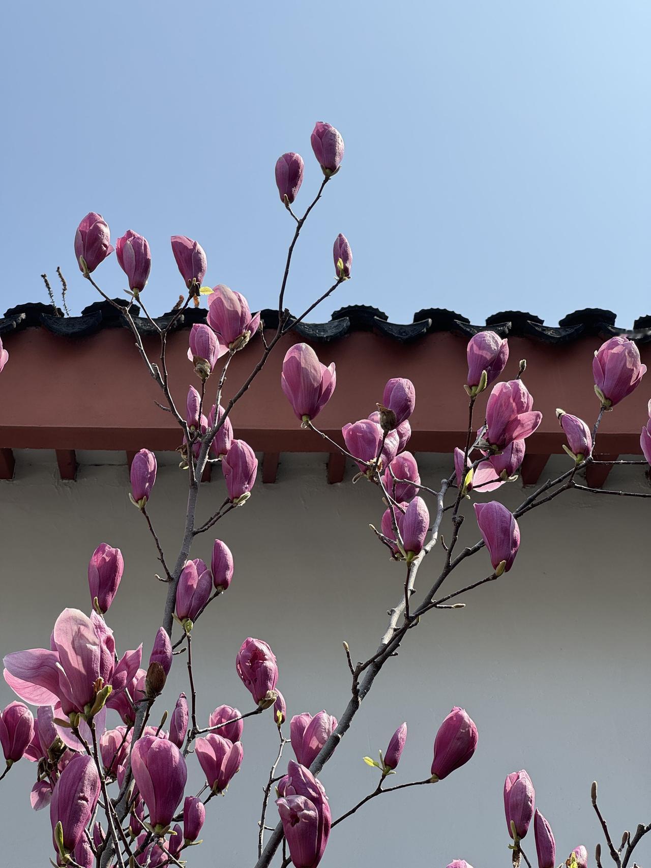 分享玉兰花的唯美图片紫玉兰最美的时刻，不在盛放，而在含苞待放时。