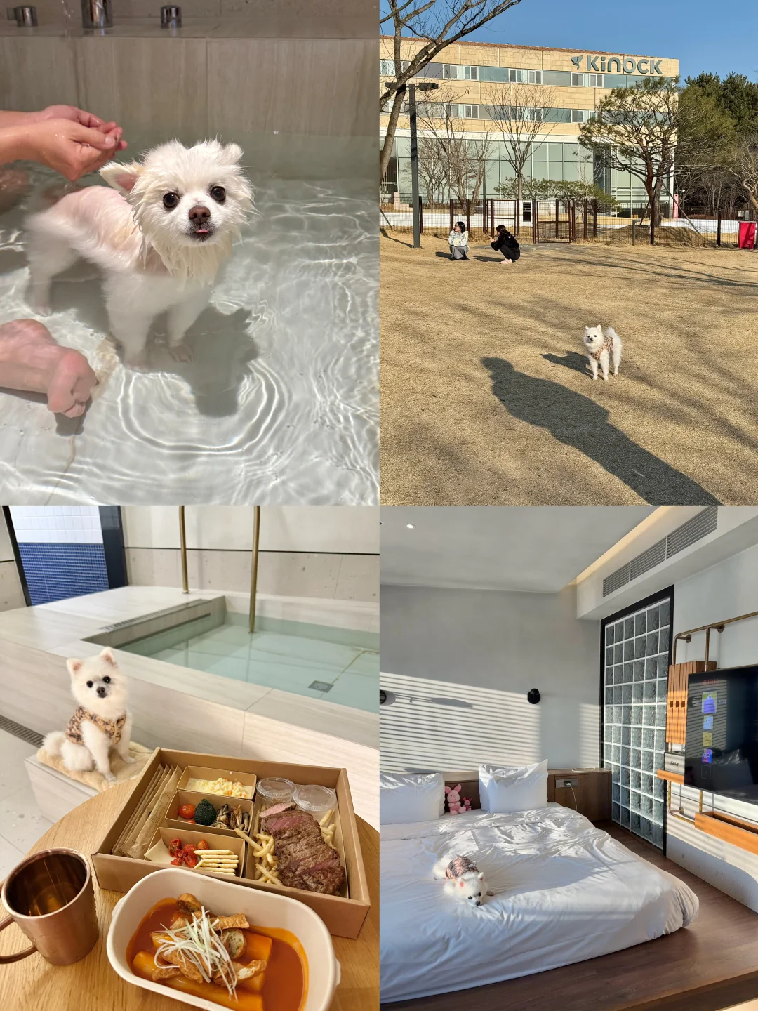 🇰🇷庆州🐶友好staycation｜陪小狗玩的一天
