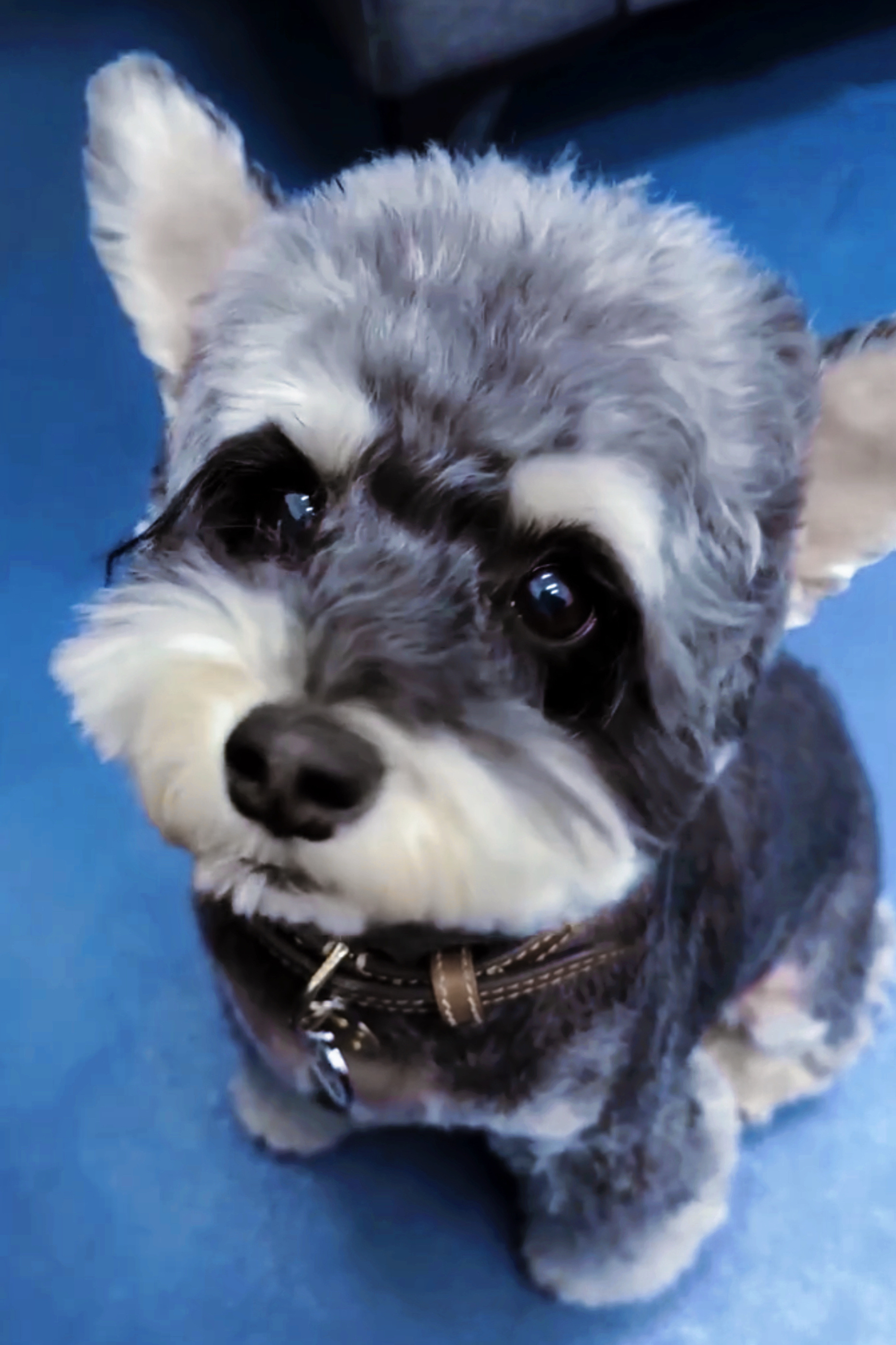 这个视觉的呆怎么这么可爱，果然🐶也不能胖，同样是飞机耳，瘦版的呆明显更好看 