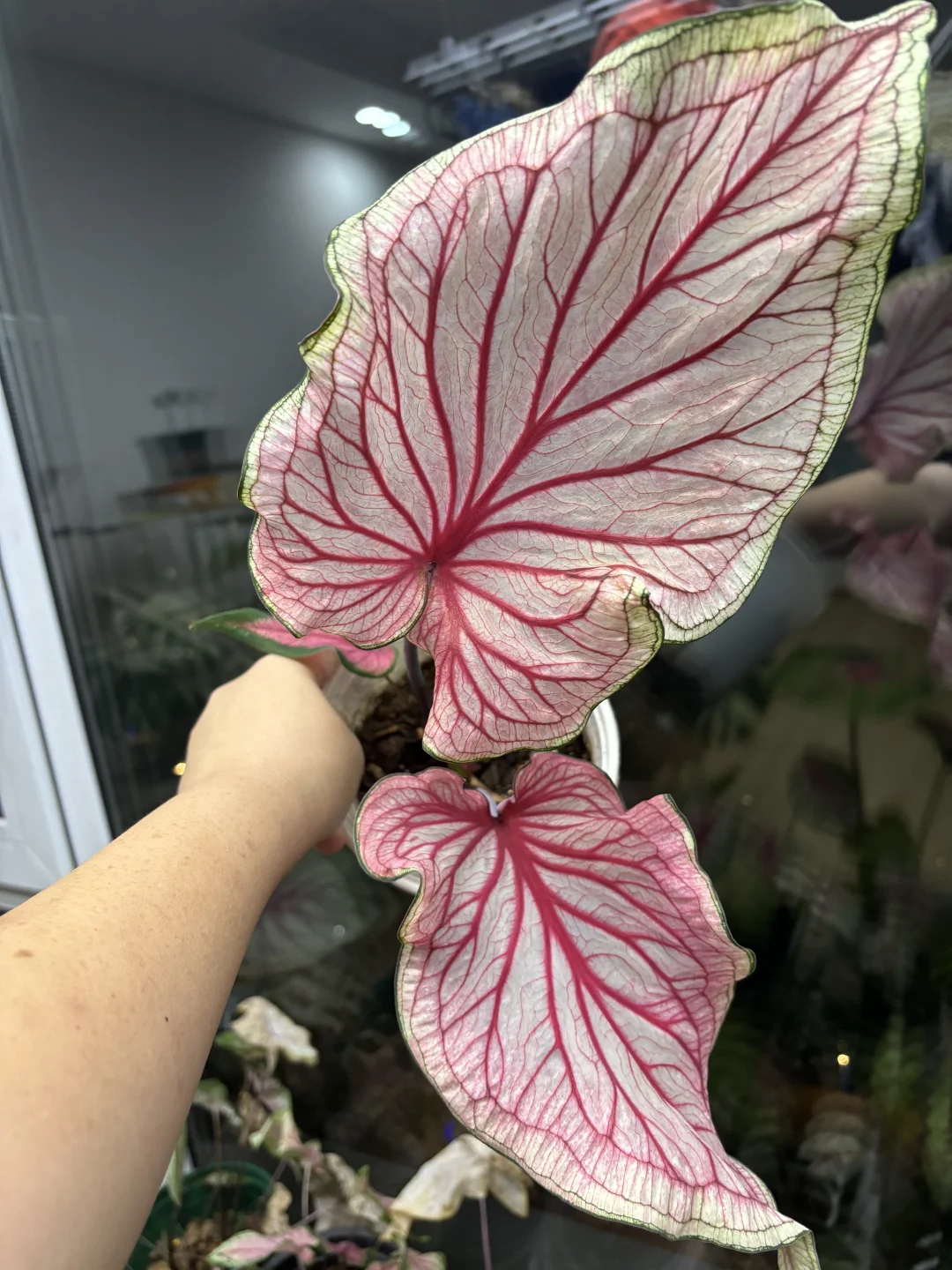 我的植物！哈尔滨鲁商附近花棚
