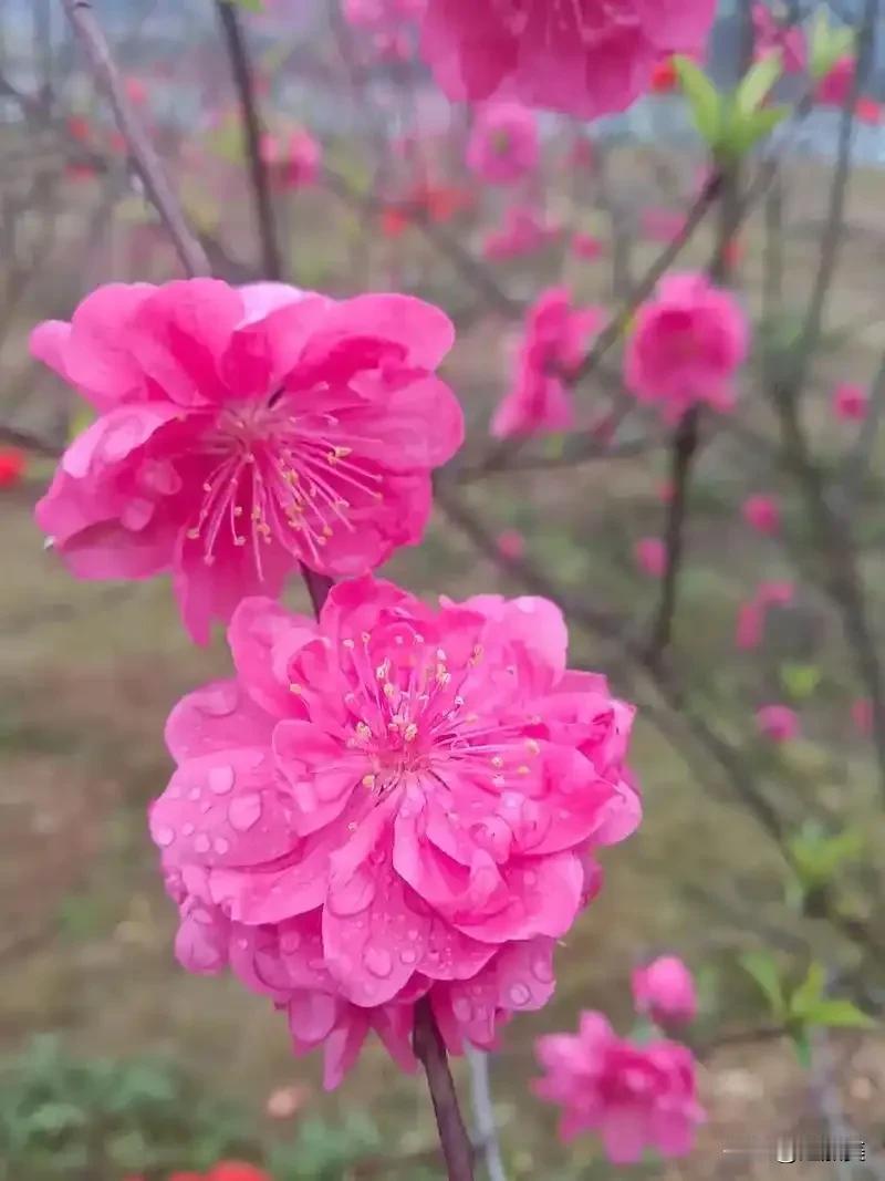 问桃花
​
​春风又红青秀山，
百花争艳为谁开？
我问桃花花不语，
为有暗香入梦