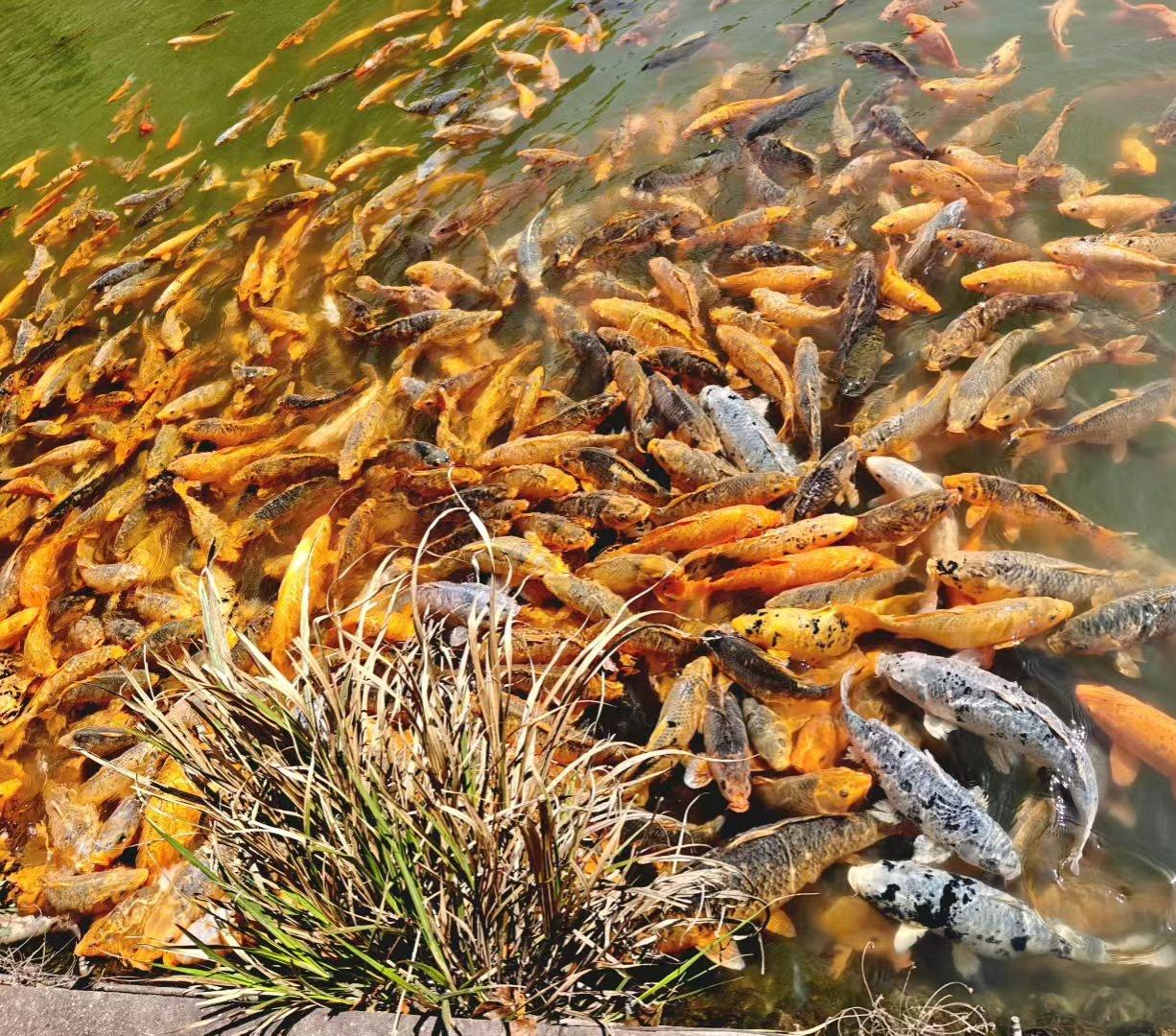 记录我的2026锦鲤在绿水里挤挤挨挨，金的、橙的、带墨斑的，像把碎金和流云都揉进