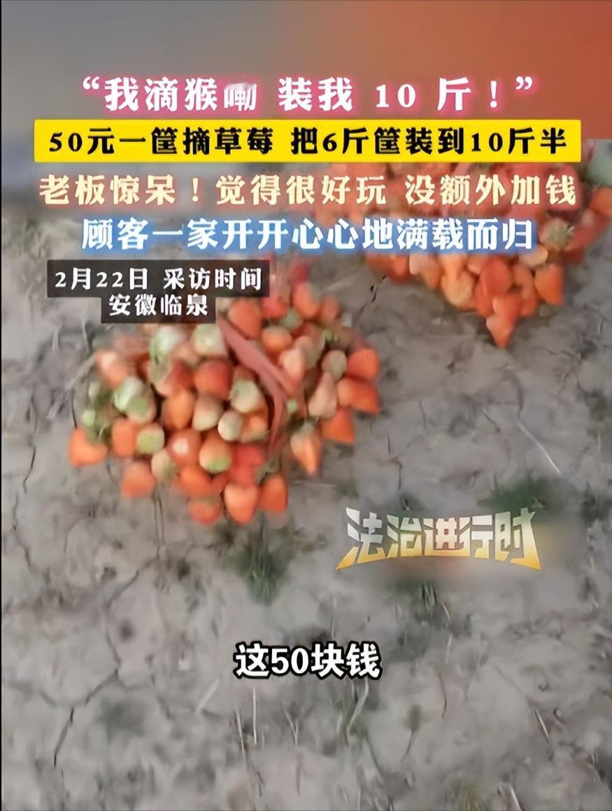 安徽临泉，一女子带着孩子们去摘草莓，老板说50元一篮子，万万没想到，女子竟在篮子