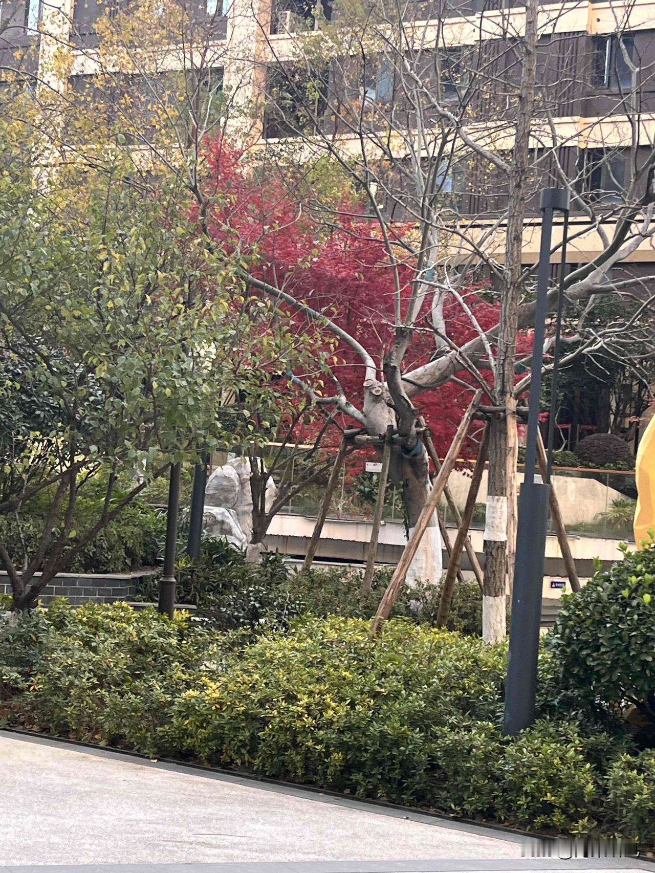 这两天降温，小区里的树都换衣裳啦！

你看那棵枫树，红得跟火烧似的，旁边的树有的