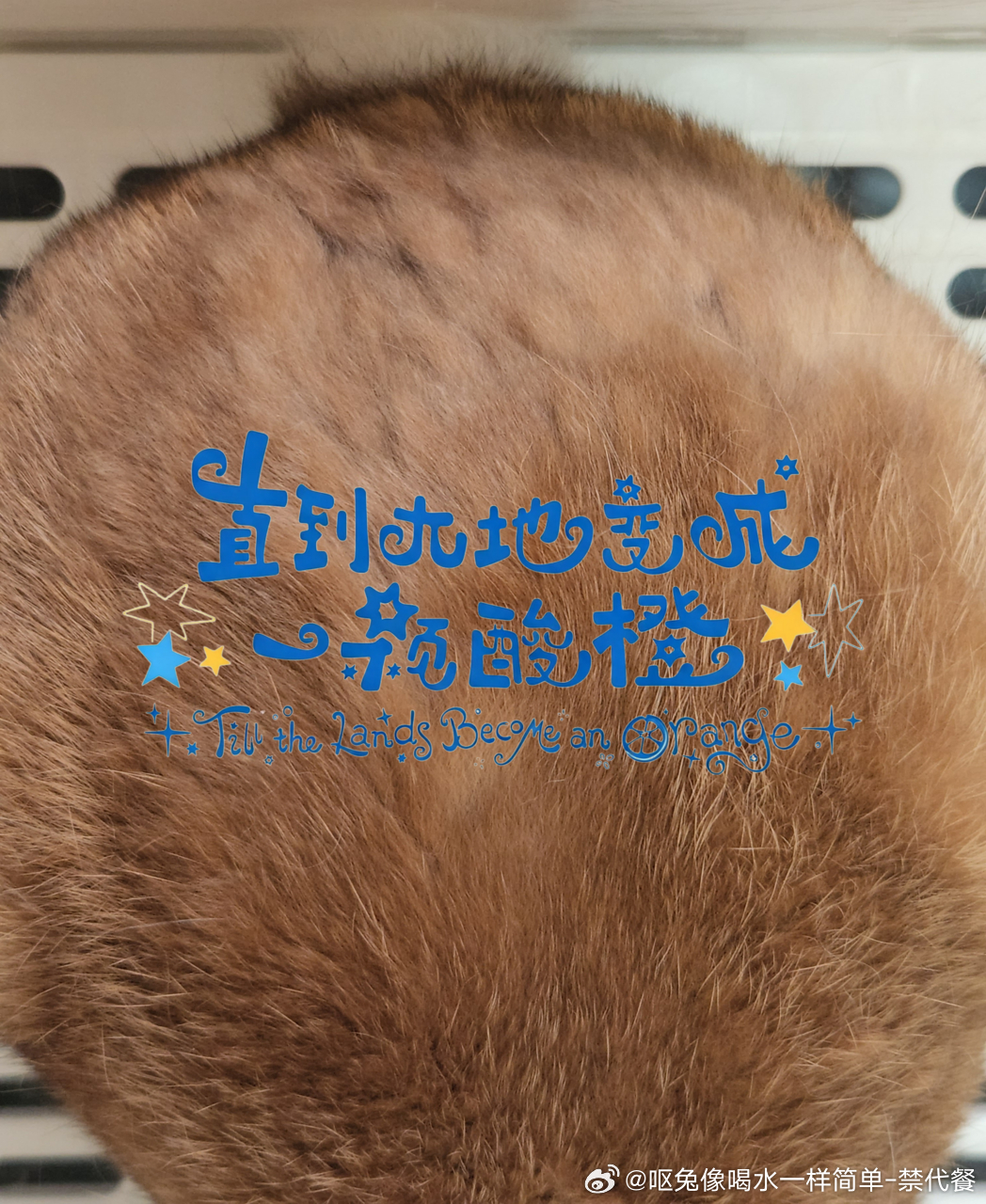 14538🐇【虽然但是】兔屁也很像橙子 