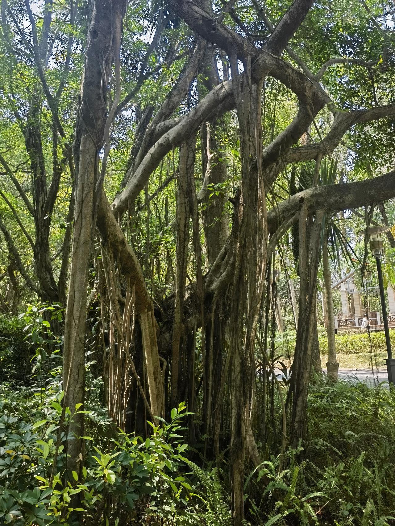 《榕树赋》
南国嘉榕立野川，树虬干伟映长天。
根须着地千丝绕，冠盖如云万木延。