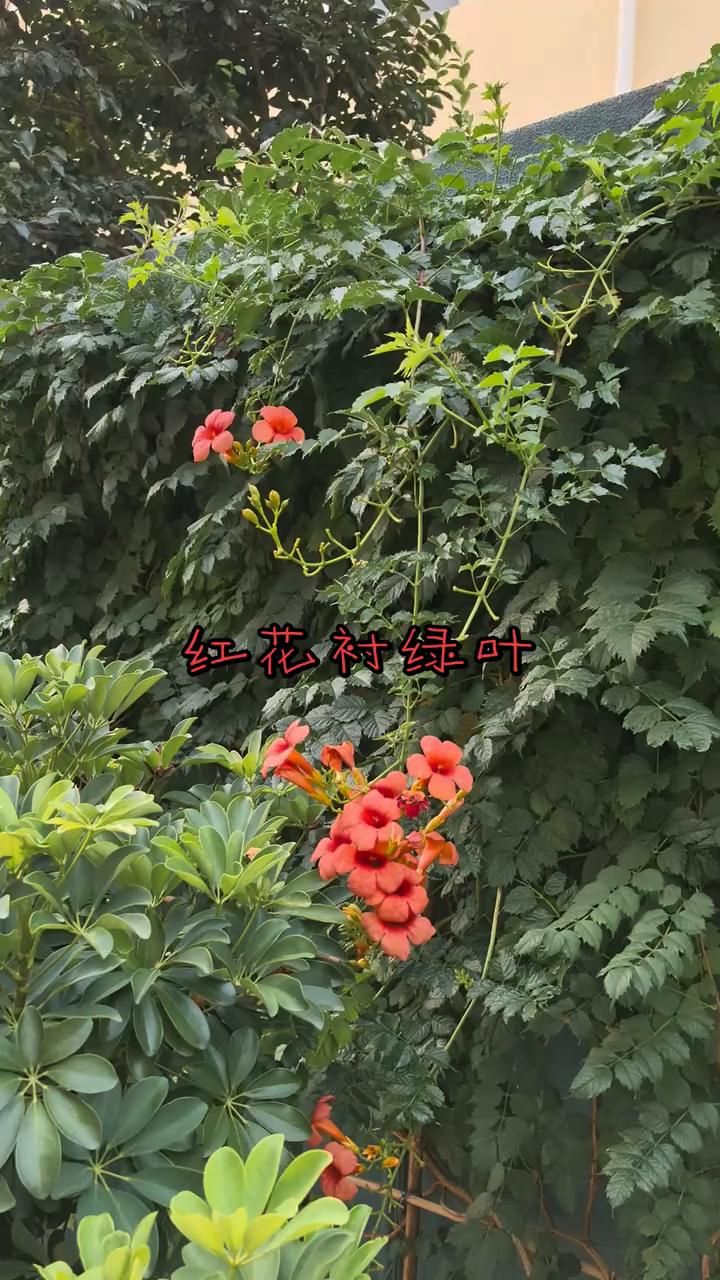 红花衬绿叶。
红花衬绿叶。