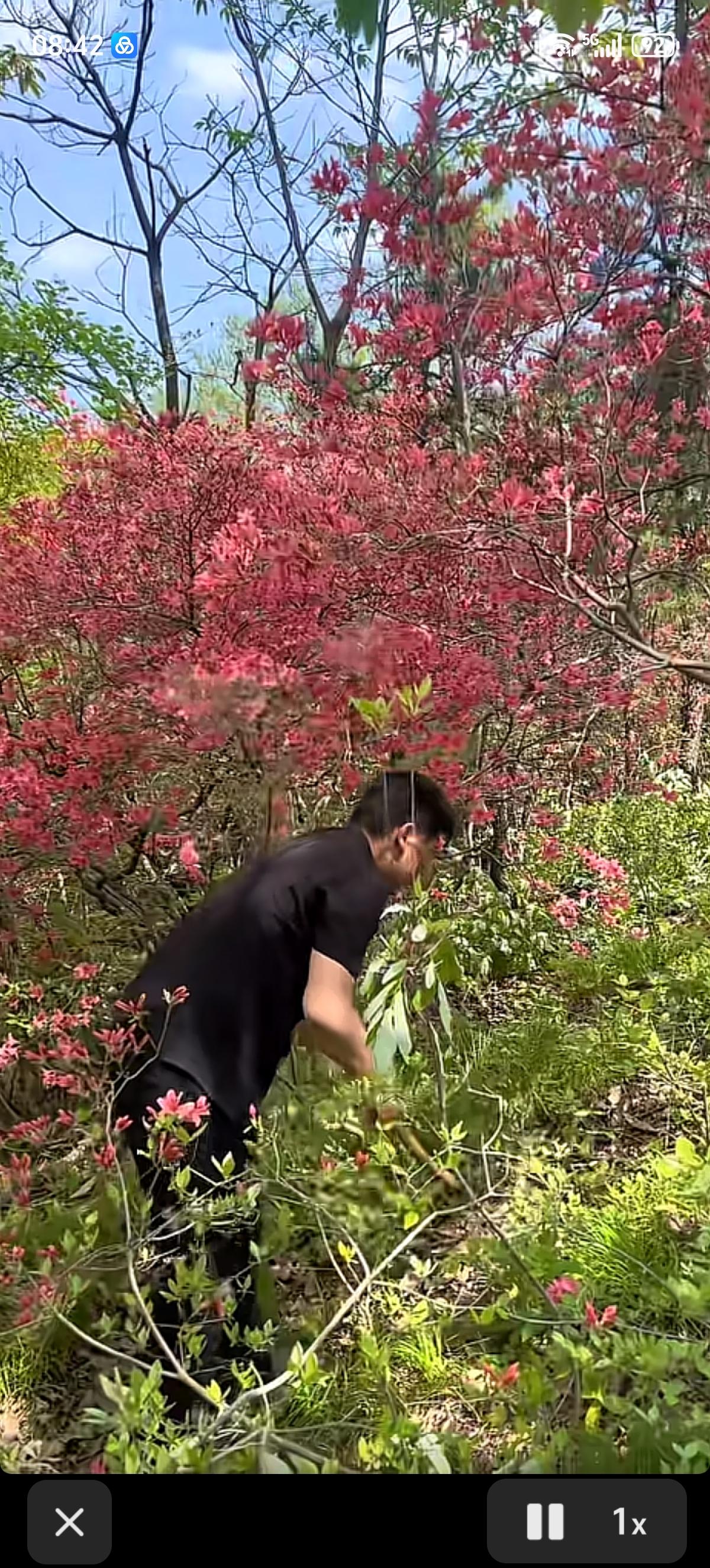 分享一张最近随手拍的照片汝阳王坪杜鹃花