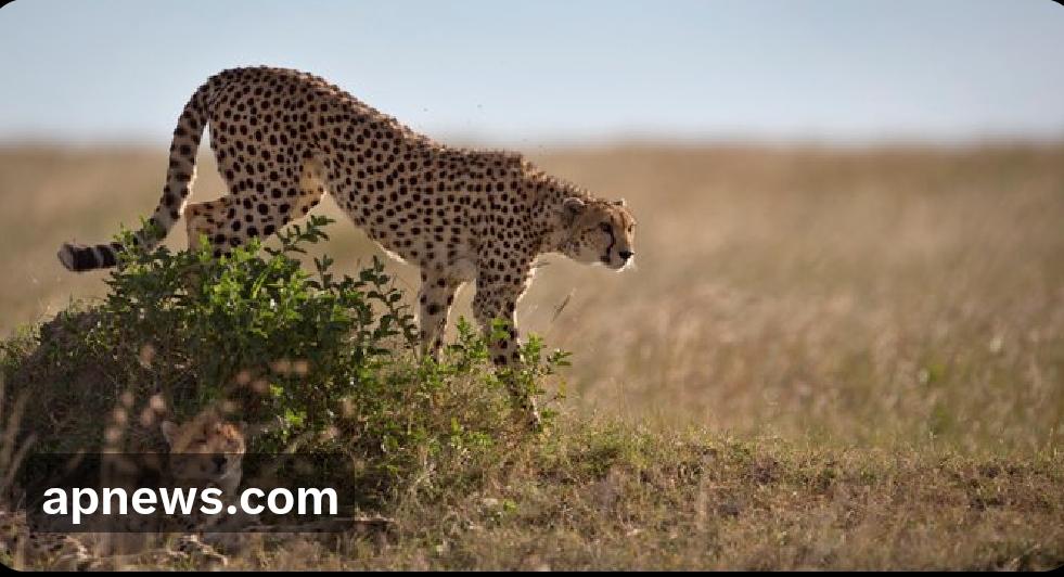 美国动物学家劳里·马克尔35年来一直在纳米比亚的猎豹精子库收集和储存样本，她希望