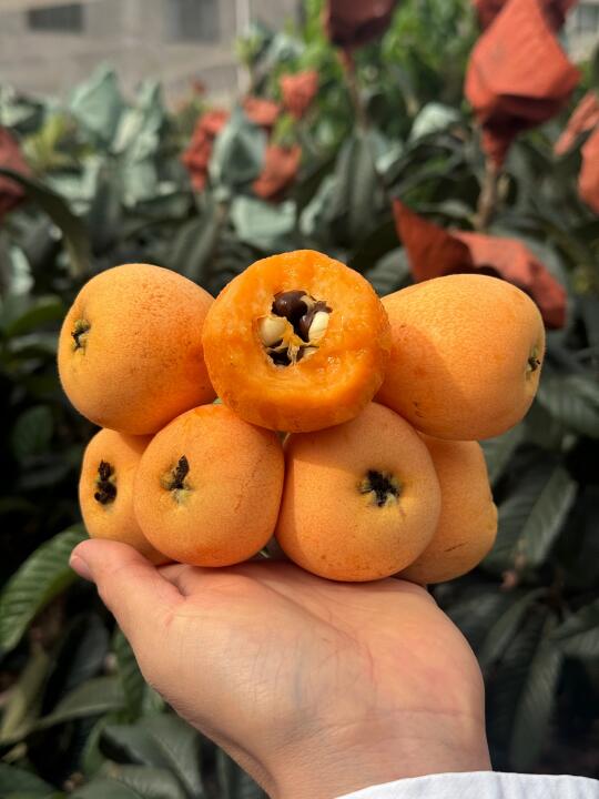 就算你不吃枇杷，也一定听过的五星枇杷！
