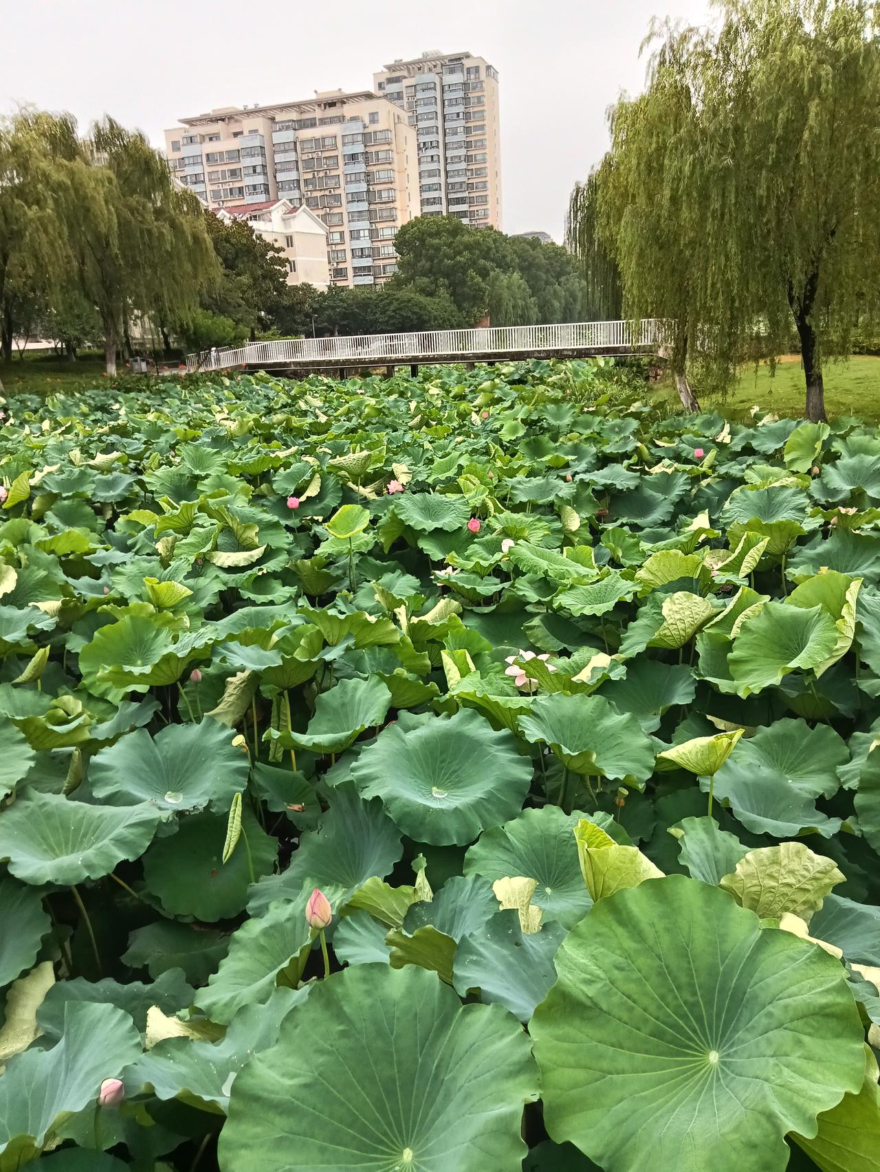 夏日生活打卡季 夏日生活就该打卡这鲜活的烟火气。清晨去菜市场，卖藕大娘揭开湿布，