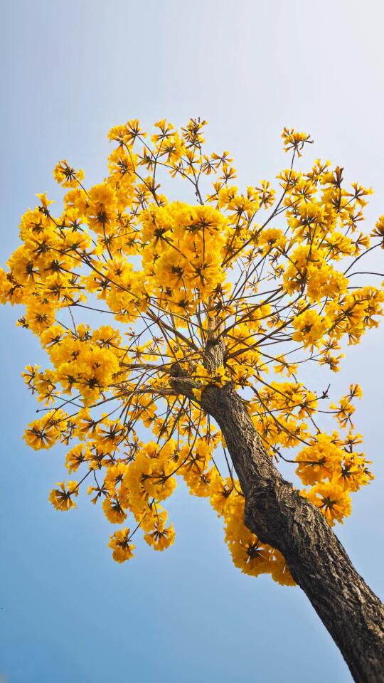 ‼️同安后烧尾黄花风铃木花期正当时