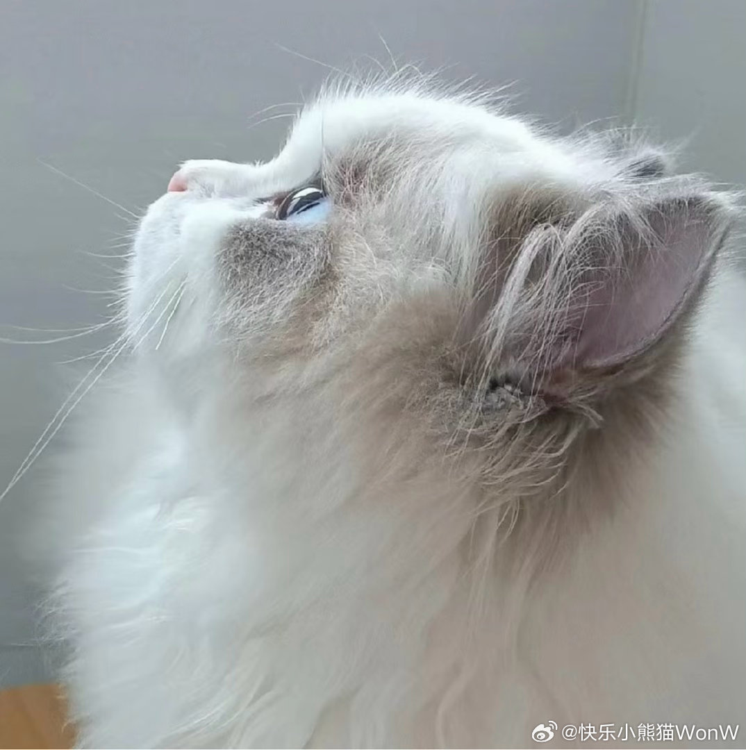 小猫的圆鼻头和脸颊肉 