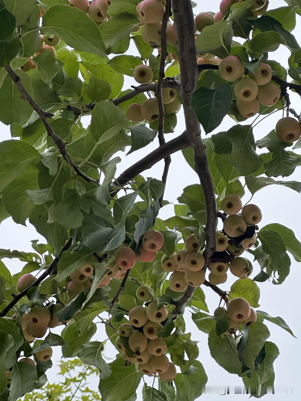 家里的玻璃很是难擦，老公买了个双面吸的，但吸力太大，用起来感觉很危险。
想问一下