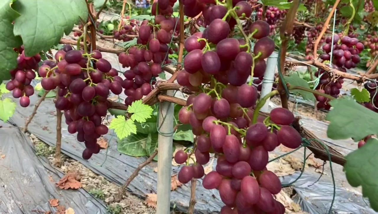 🍇春红四号早熟葡萄正值上市季，自己管理得宜，卖出的价格自然更高。这种葡萄酸甜适