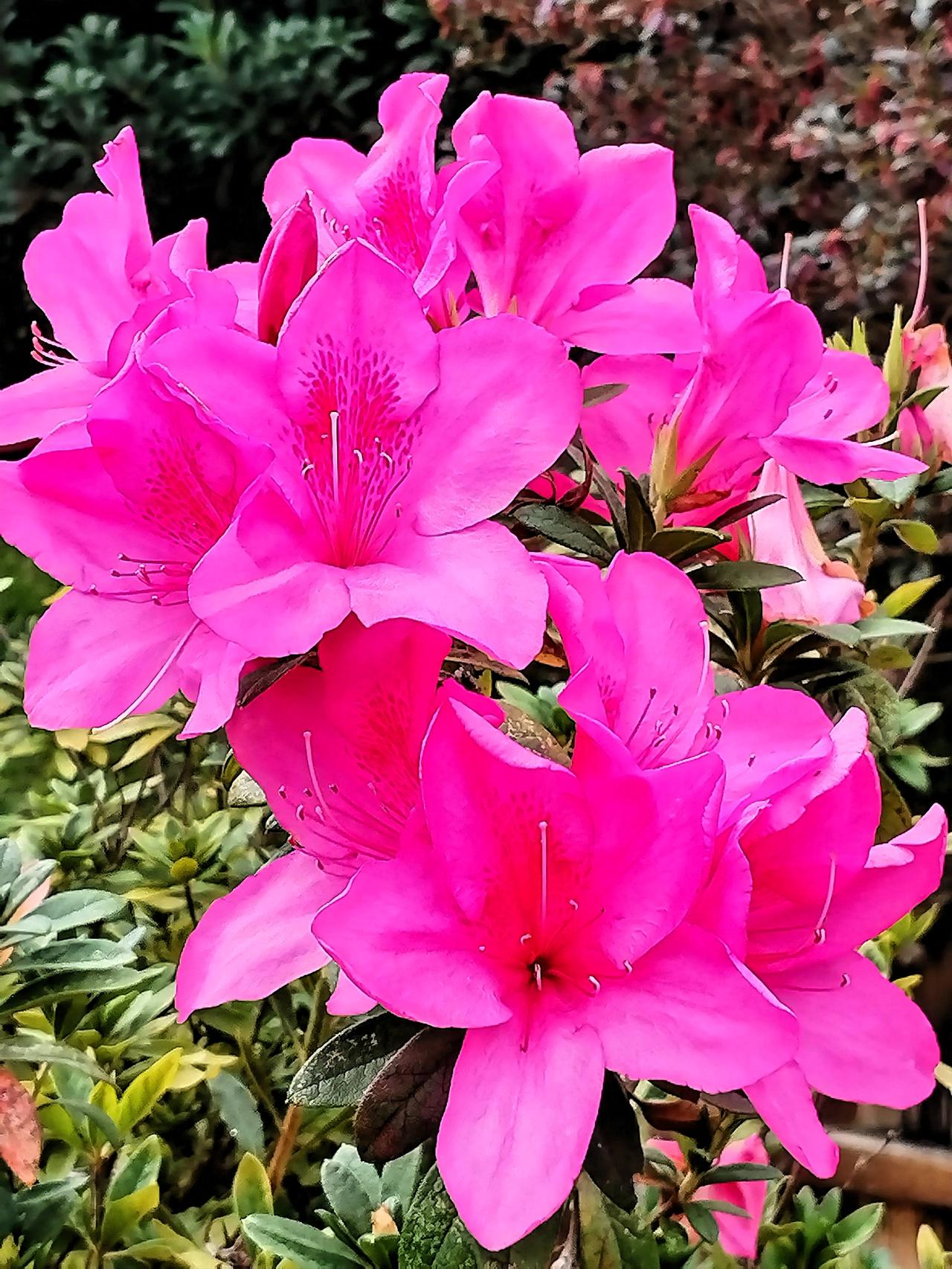 晒图笔记大赛 粉嫩欲滴的杜娟花，绽放出春天的气息！🌸🌸🌸我这组杜鹃花美照，