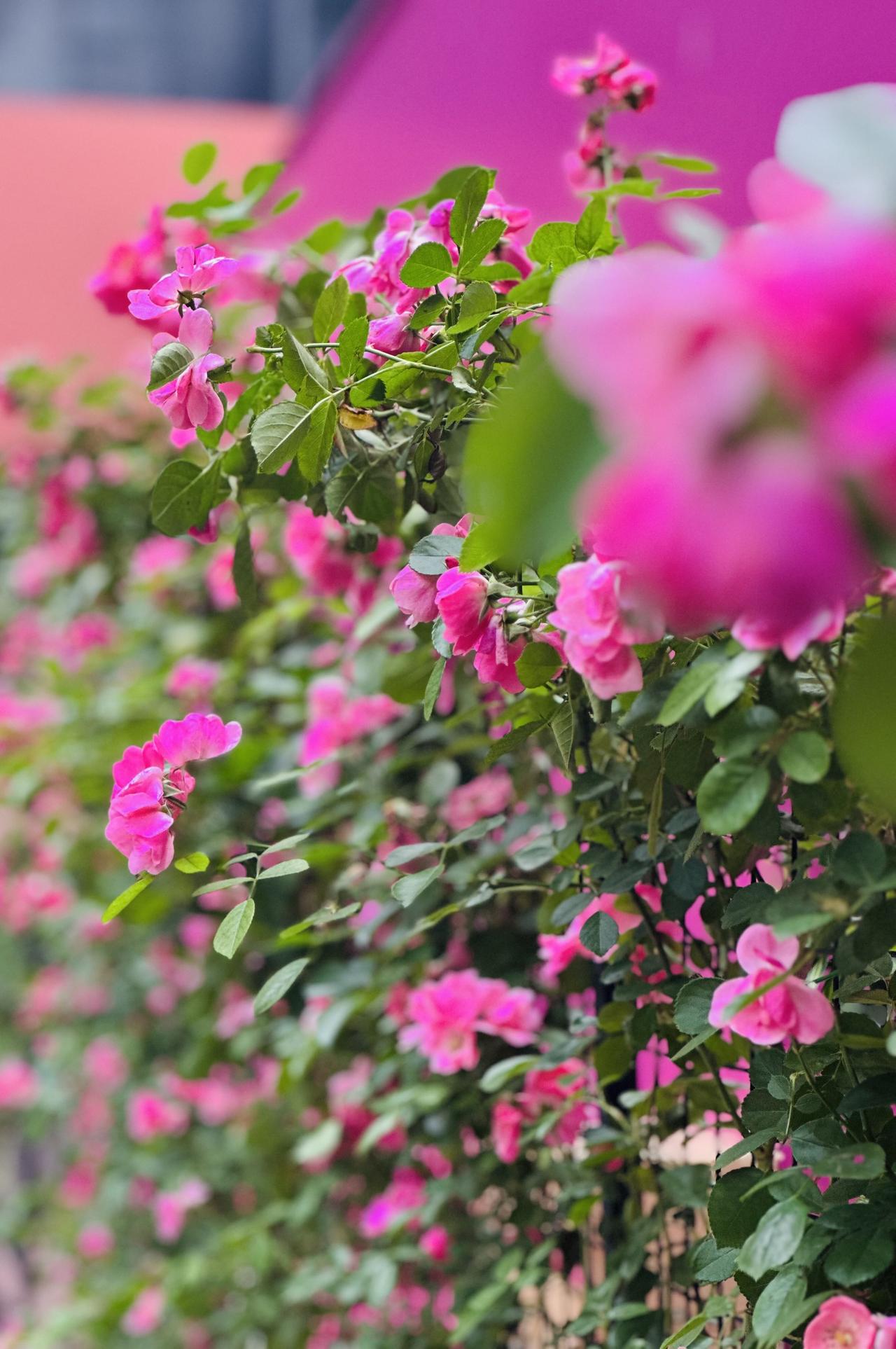 春日生活打卡季花墙