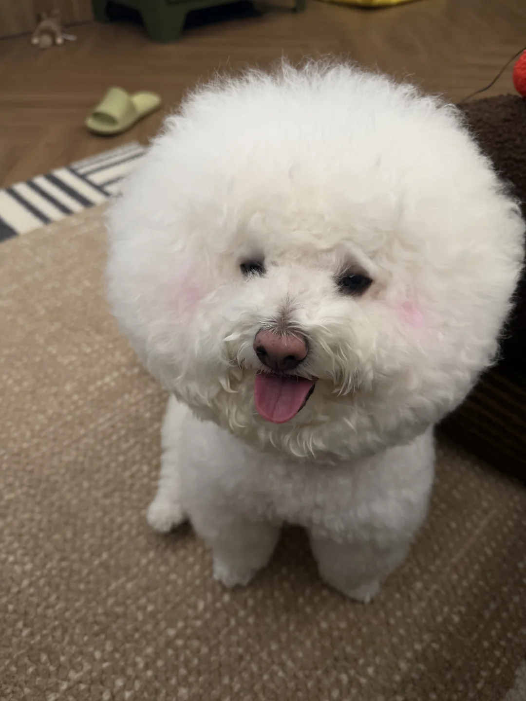 羞狗儿～