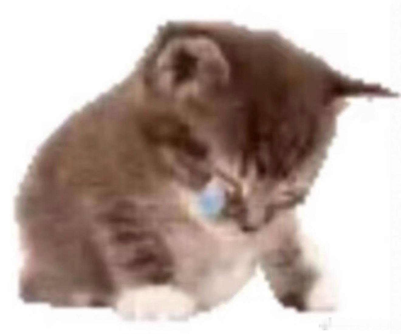 消失了一天的咪咪猪。今早晨我哥从河北到北京来接我们，在高速上，我坐在他的副驾上悄