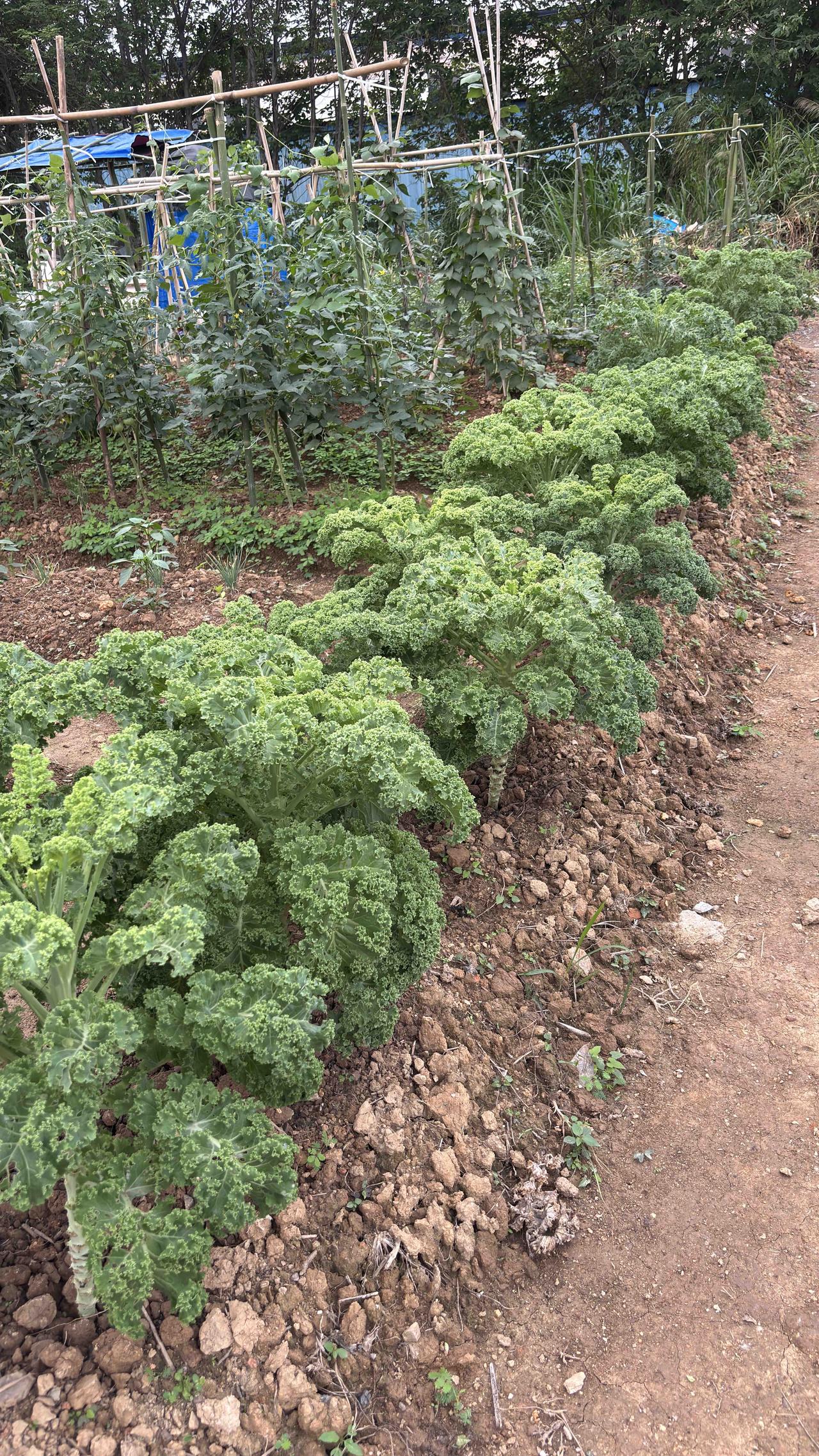种菜种着，心里愈发感到迷茫了……
今天旁边的大叔帮我修剪羽衣甘蓝，他说要是他种了