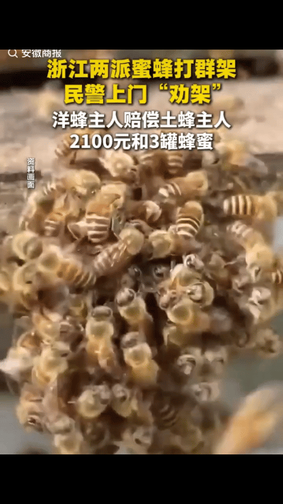 “笑不活了，蜜蜂打架也归民警管！”近日，浙江诸暨市的养蜂人刑女士发现自家土蜂和徐