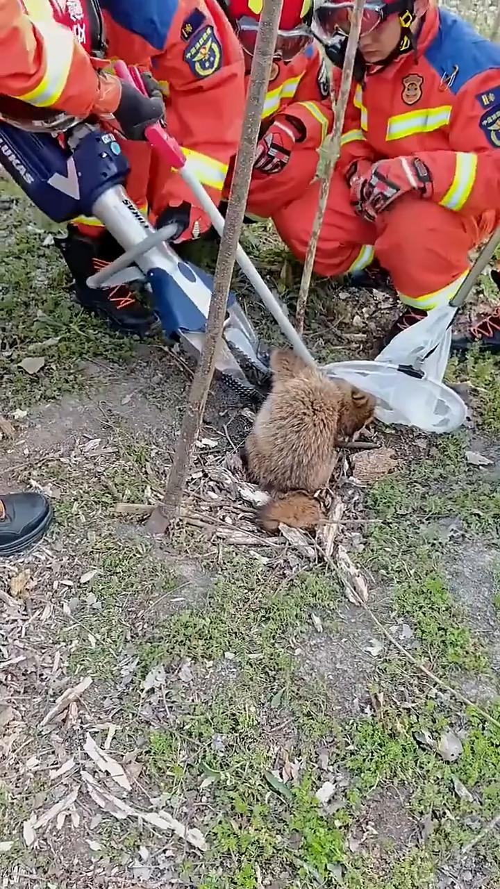 不行，那应该能扒开吧？在这个地方，对这个地方，合拢，先合拢，先合拢，剪了。这个东
