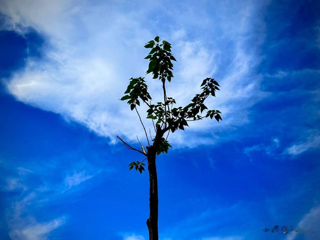 岁月的飞鸿
         （原创）


一场风过后
缕缕的白云从天而降
翠绿