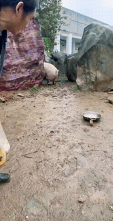 悟能，你又犯了什么戒，是贪吃了还是贪色了？又被打到凡间了？无猪悟能 猪八戒