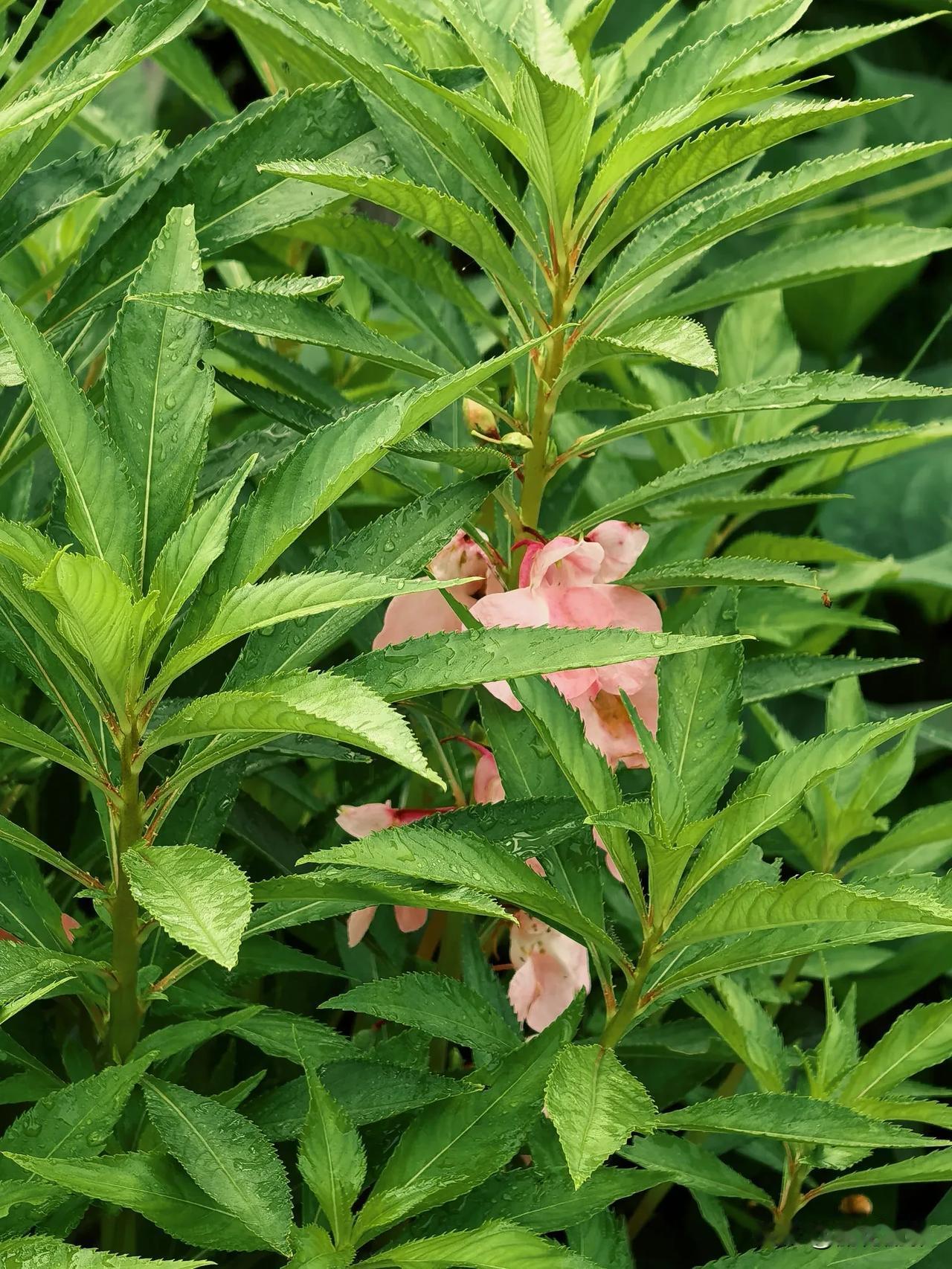 走走转转，拍拍看看，赏夏秋花艳，观美丽画卷。